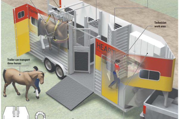 Horse Ambulance infographic