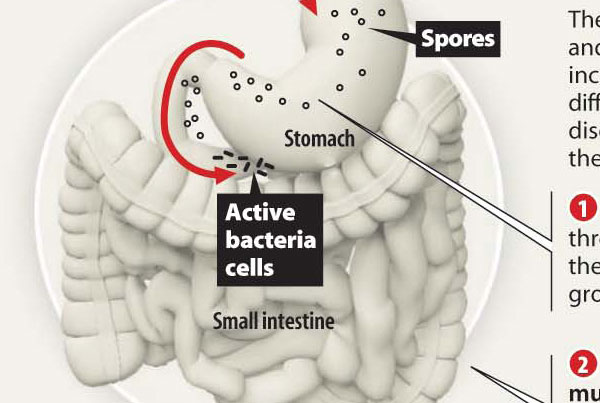 Sun Sentinel How Bacteria Affects the Body Infographic