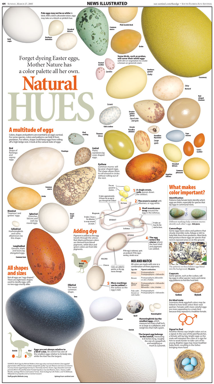 Egg Colors NI infographic