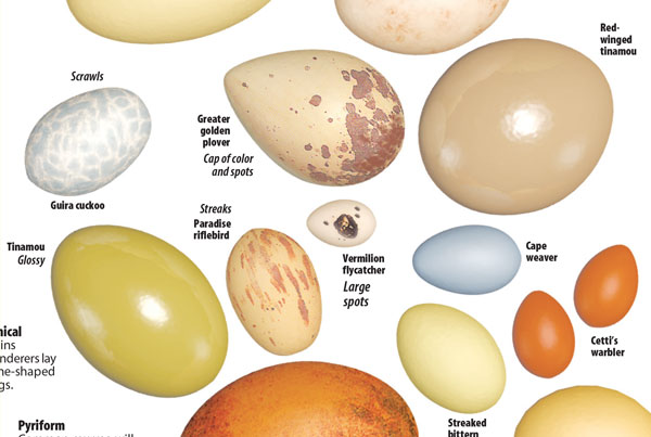 Sun Sentinel Natural Egg Hues news design
