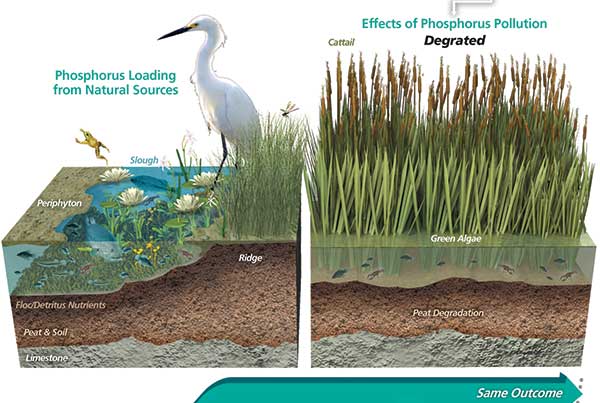 Everglades Foundation: Everglades Water Quality infographic